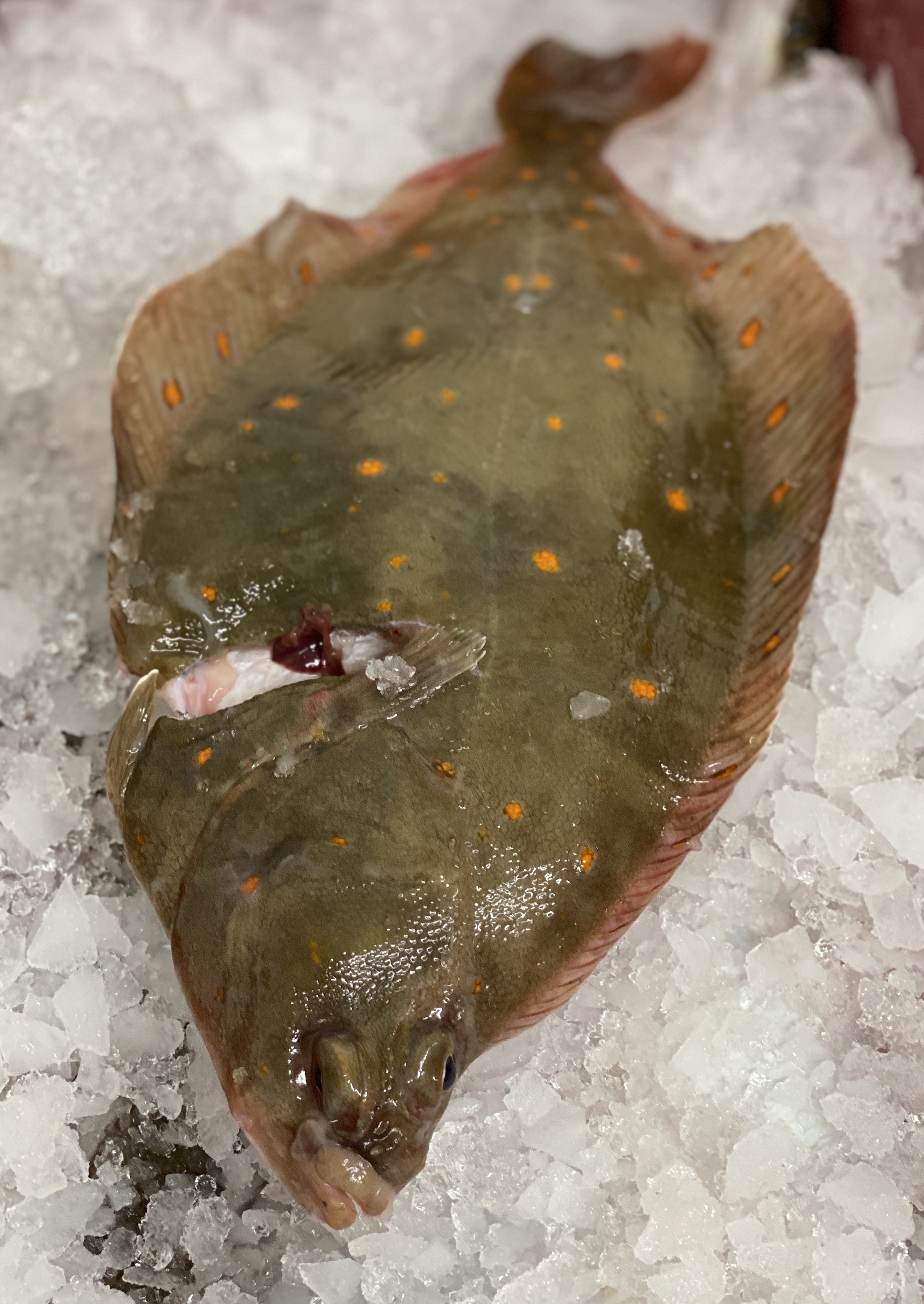 Frischer Heilbutt auf Eis im Fischmarkt Ein frischer Heilbutt liegt auf Eis im Fischmarkt, bereit für den Verkauf.