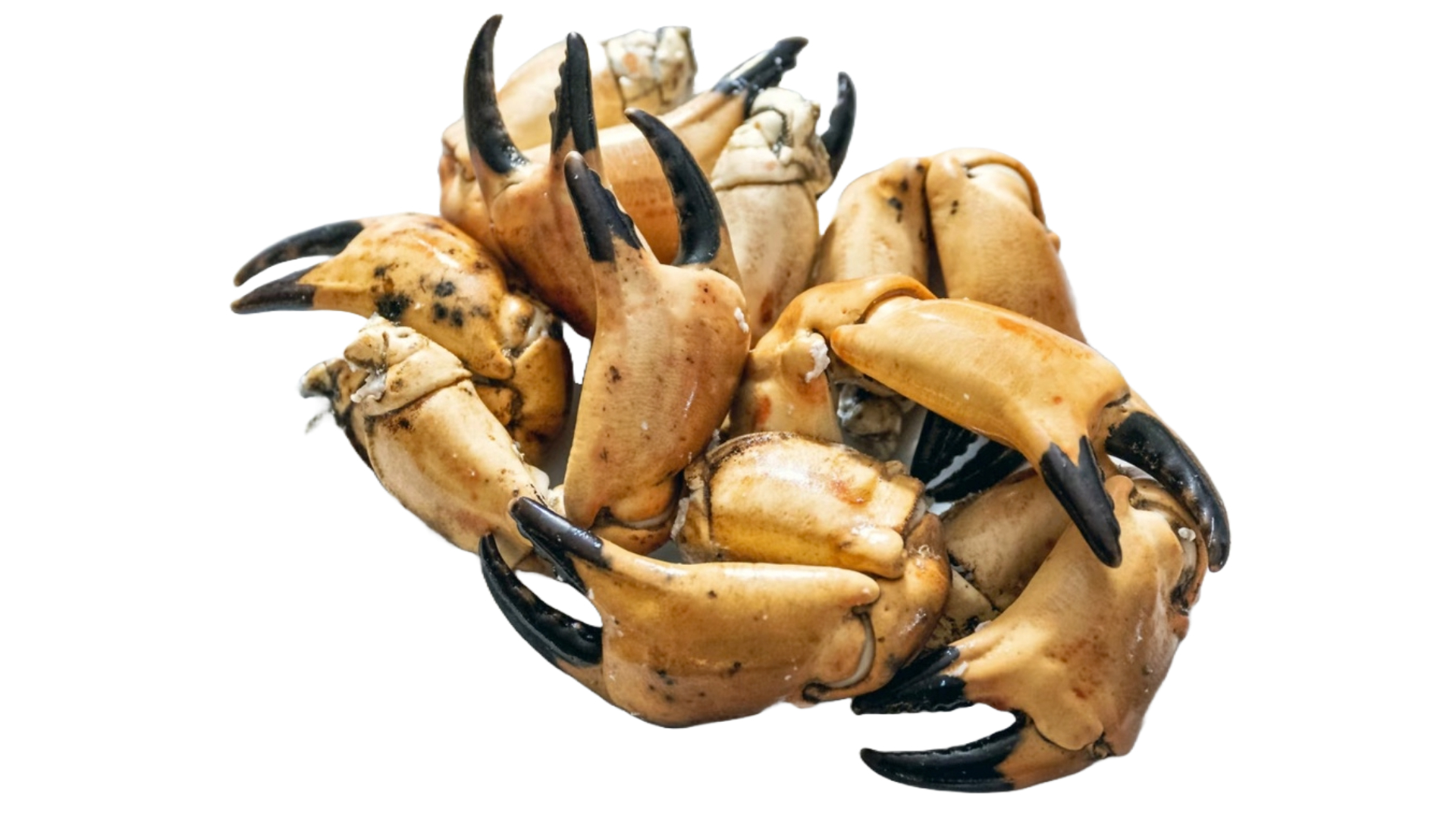 Frische Krabbenkrallen – Perfekt für Meeresfrüchte-Gerichte Ein Bündel frischer Krabbenkrallen, perfekt zum Kochen oder Grillen.