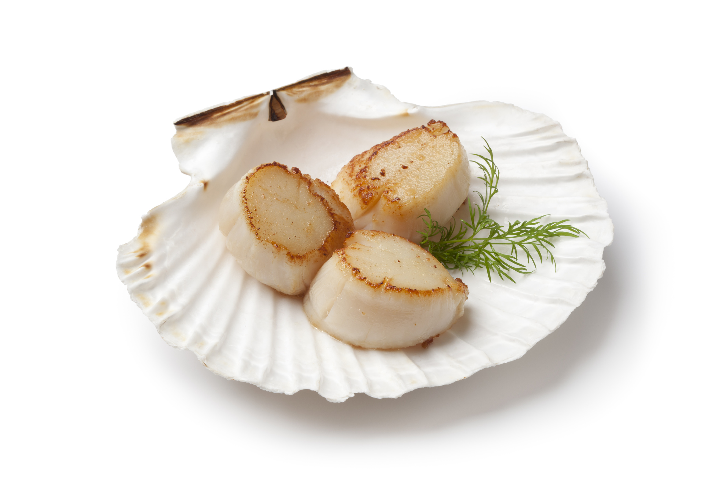 Zarter Jakobsmuschelfleisch in Schale mit Dillgarnitur Drei gebratene Jakobsmuscheln auf einer Muschelschale, garniert mit frischem Dill