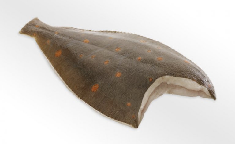 Frisches Steinbuttfilet in hochwertiger Qualität Frisches Steinbuttfilet mit Haut, perfekt für delikate Fischgerichte