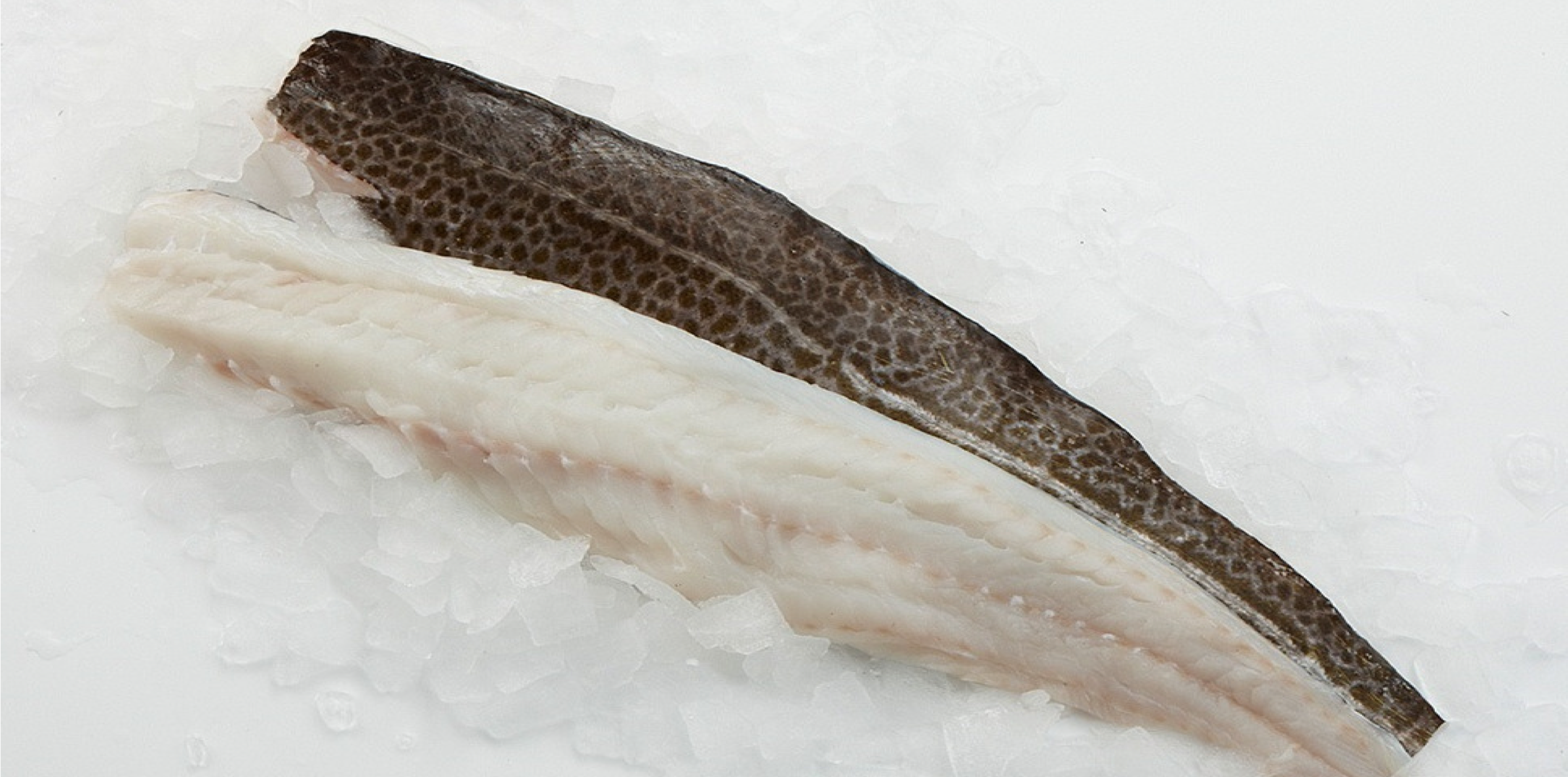 Frisches Kabeljaufilet auf Eis Nahaufnahme eines frischen Kabeljaufilets mit Haut auf einem Bett aus Eiswürfeln