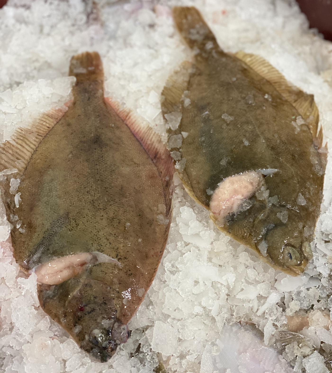 Frische Schollen auf Eis im Fischmarkt Zwei rohe Schollen liegen auf Eis im Fischmarkt, bereit zum Verkauf.